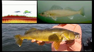 How To Find Late Summer Walleyes  Underwater Footage [upl. by Loretta]