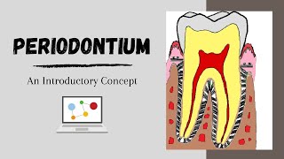 Periodontium Introductory Concepts [upl. by Ronacin]