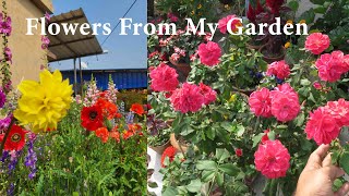 February Garden Update My Winter Spring Garden Flowers [upl. by Brynna]