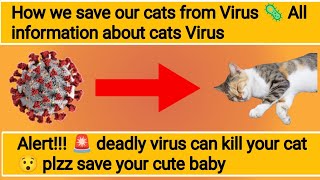 cats virus  cat virus symptoms  cat virus treatment  cat virus infection [upl. by Curzon]