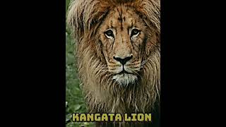 Congo Lion VS Katanga Lion edit 🔥shorts lions [upl. by Constantine148]