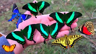 Butterfly amp Moth Video HOW to BEFRIEND them [upl. by Jennilee]