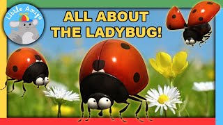 Minuscule  Best of the Ladybugs 🐞  Compilation  Little Amigo [upl. by Lakym]