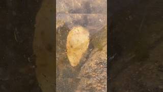 Quartz nodule found in river [upl. by Yance]