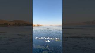 O’Neill Forebay fishing striper [upl. by Zeuqcaj]