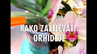 Briga o orhidejama za početnike  Kako zalijevati Phalenopsis orhideju [upl. by Nniw42]