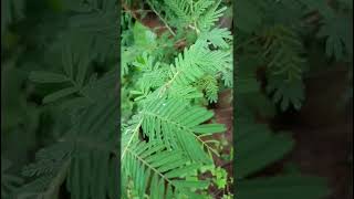 Prosopis cineraria Fabaceae family nature trending flora forest forests [upl. by Almena18]