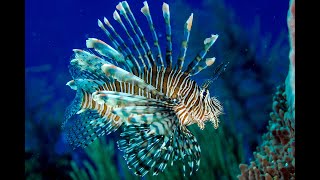 MESMERIZING LIONFISH  PTEROIS [upl. by Sido]