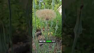 Salsify going to seed and milkweed about to bloom [upl. by Alliscirp]