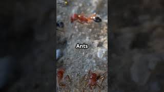 Ants Don’t Have Lungs Discover Their Amazing Survival Skills [upl. by Eduj]