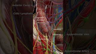 Anatomy of the cecum and appendix anatomy meded 3dmodel [upl. by Odnomra781]