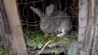 video cu iepuri noi 🐰🐇😀😊 [upl. by Tihor]