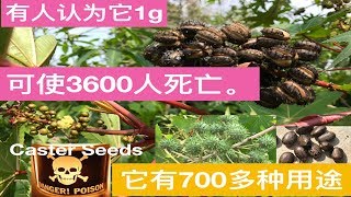 （蓖麻籽吉尼斯世界纪录，这种植物是世界上毒性最大的。Guinness World Records this plant is most poisonous in the world。 [upl. by Johathan]