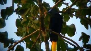 Black Oropendola Darien Panama [upl. by Ignacia65]