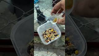 Black level seed mix for pigeon molting with belga biovit [upl. by Ahsimed]