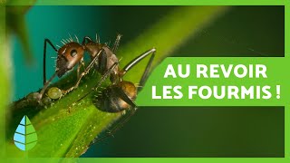 Comment ÉLIMINER LES FOURMIS dans le JARDIN 🐜🌳 10 Remèdes maison et écologiques [upl. by Fletch363]