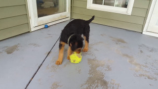 Airedale Terrier Puppies Sale VideoSampS Family Airedales  Winston Mr Teal amp Mr Black Airedale [upl. by Serrano]