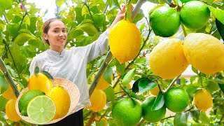 Harvest Lemon amp Goes To Market Sell  Harvesting And Cooking  Tiểu Vân Harvest [upl. by Selyn]