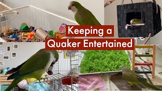 5 Ways To Keep A Quaker Parrot Busy And Independent [upl. by Merceer]