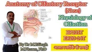 Anatomy of Olfactory Receptor  Physiology of Olfaction  Human Anatomy Physiology  BP101amp ER2014T [upl. by Barayon]