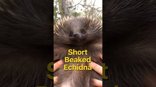 Echidnas have the OG frosted tips echidna [upl. by Hermosa10]