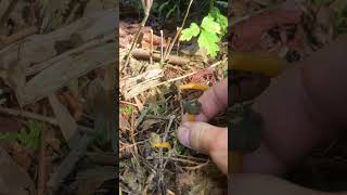 Jelly baby mushrooms Leotia viscosa [upl. by Timmons]