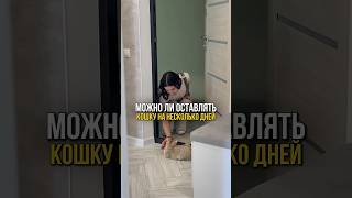 Можно ли оставлять кошку одну дома на несколько дней кошки уходзакошками [upl. by Olnee]