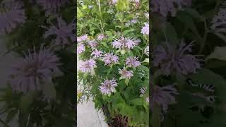 New Native Plant Pollinator Garden tour  Peterborough Ontario year 4 Amazing blooms and bees [upl. by Pike]