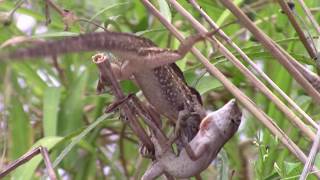 Brown Anoles Fighting [upl. by Nyhagen]