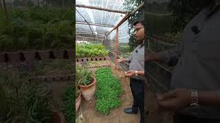 Grow Free Neem Tree for plantation drive  Gardening Tv Pakistan [upl. by Zingale]