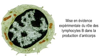 SVT  Première  Rôle des lymphocytes B dans la production danticorps [upl. by Eilatan]