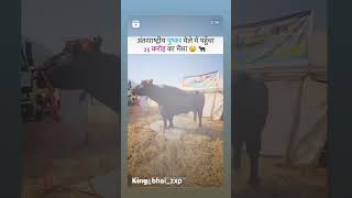 Antrashtriy puraskar mele mein pahuncha 25 karod ka bhainsa short story video 📷 please subscribe 🥰🥰🥰 [upl. by Merl19]