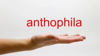 How to Pronounce anthophila  American English [upl. by Ail861]