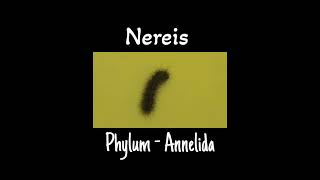 Specimen of phylum Annelidanereis  Nereis of phylum Annelida  Impeccable science [upl. by Ellehcsor]