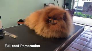 Full coat handscissor Pomeranian trim [upl. by Neerehs]