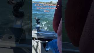 Fall Chinook 2024 fishing columbiariver outdoors salmon [upl. by Ainuj]