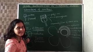 Structure of anther and microsporogenesis anthermicrosporogenesispollendevelopment [upl. by Iline]