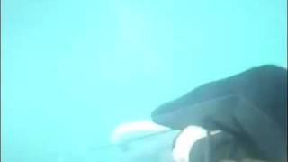 halibut spearfishing [upl. by Adnawak]