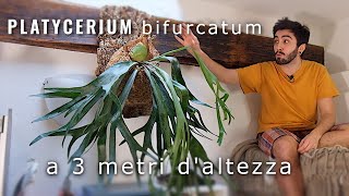 Platycerium su zattera  Come ho fatto [upl. by Tonya837]