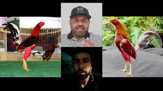 Como castar Gallos Españoles Jerezanos con Gallos Orientales por Dury Fernández🇨🇺 y Daniel Cabrera🇨🇺 [upl. by Wendeline]