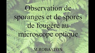 Dissection et observation des sporanges de fougère [upl. by Garaway]