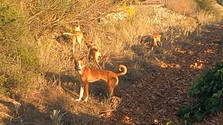 Podencos cazando conejos a diente [upl. by Ramahs555]