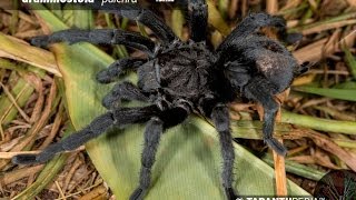 Brazilian Black Tarantula Mating  Grammostola pulchra [upl. by Salomie]