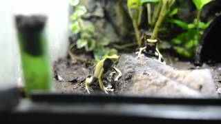 Dendrobates Tinctorius Yellowback [upl. by Kathye]