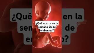 🤔 ¿Qué ocurre en la semana 26 de embarazo 🤰 Síntomas y desarrollo del bebé [upl. by Nira]