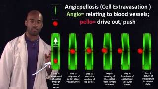 Angiopellosis as an Alternative Mechanism of Cell Extravasation [upl. by Niarda71]