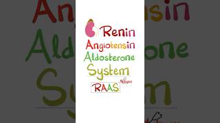 Renin Angiotensin Aldosterone System RAAS anatomy physiology biology nurse doctor mbbs [upl. by Philomena]