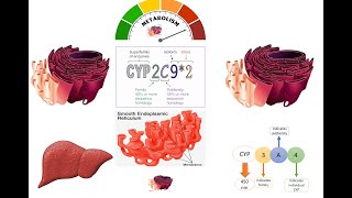 Cytochrome P450  Cytochrome P450 for Xenobiotic Metabolism in Smooth Endoplasmic Reticulum SER [upl. by Enninaej250]