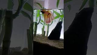 Lucky bamboo Betta Fish Set up [upl. by Eniluqaj]