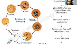 Plasmodium falciparum lecture [upl. by Ireland]